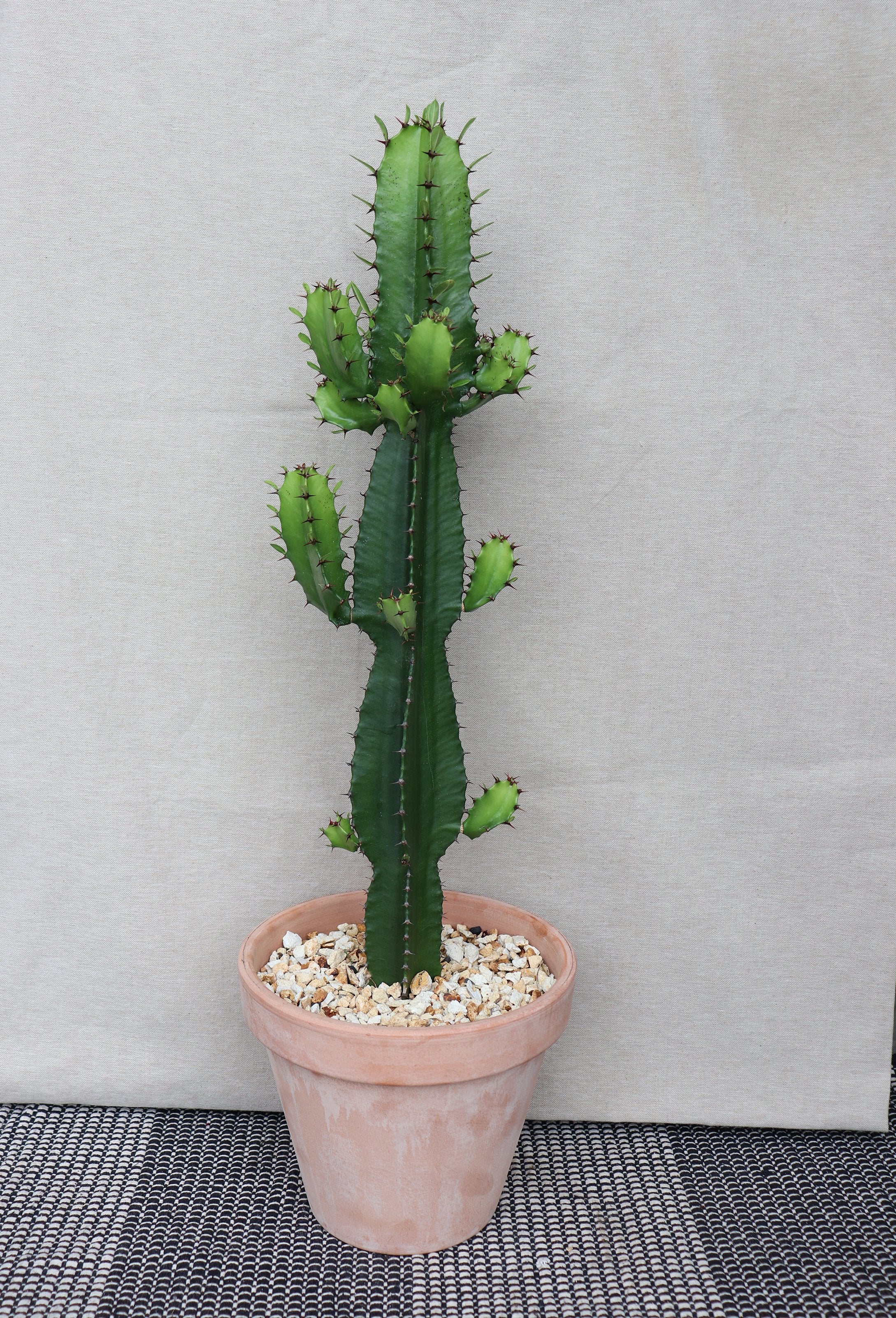 vatika cactus hair oil Dabur Vatika Naturals Cactus Enriched Hair Oil main image 1