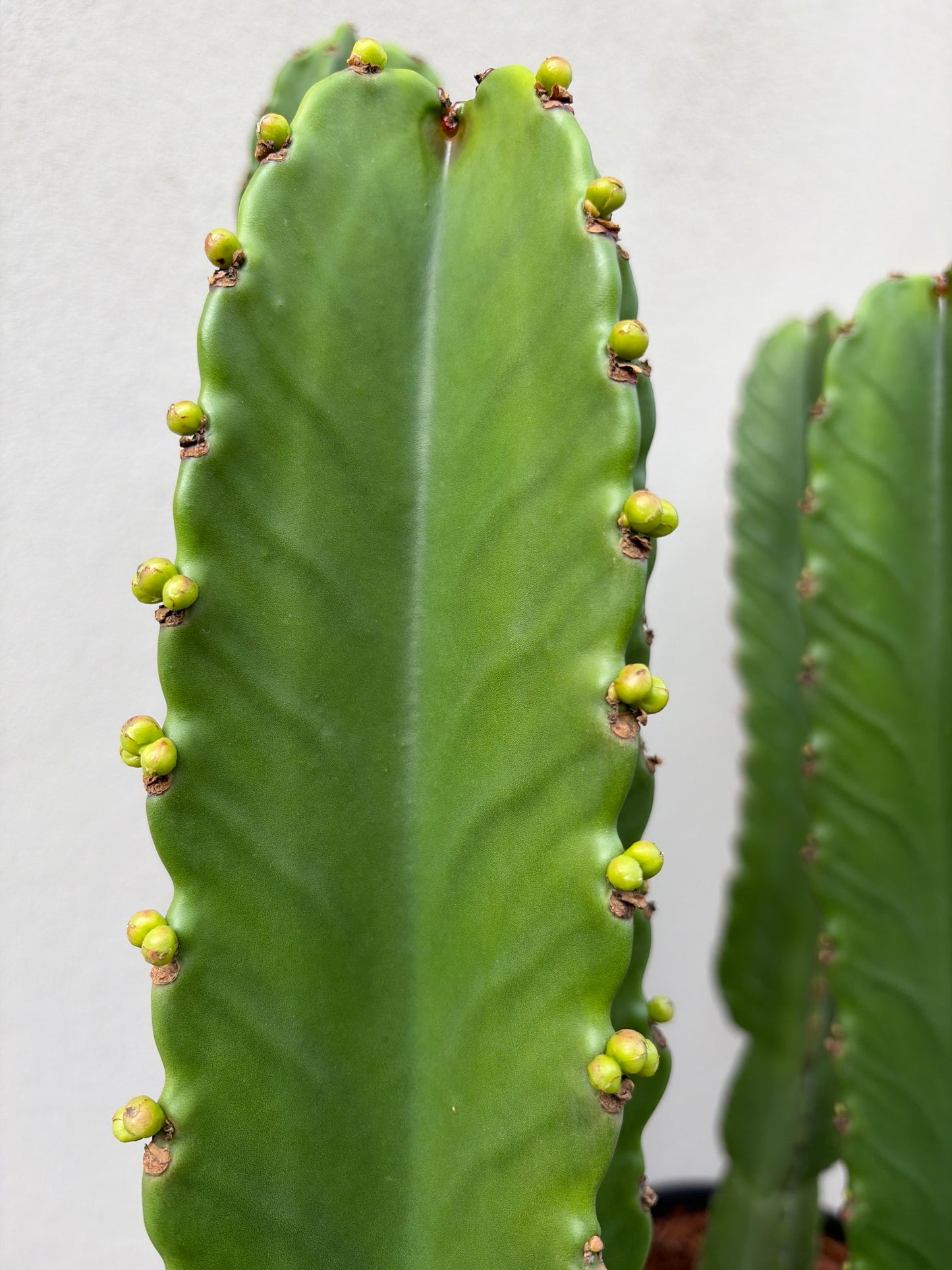 Euphorbia Ingen Cactus