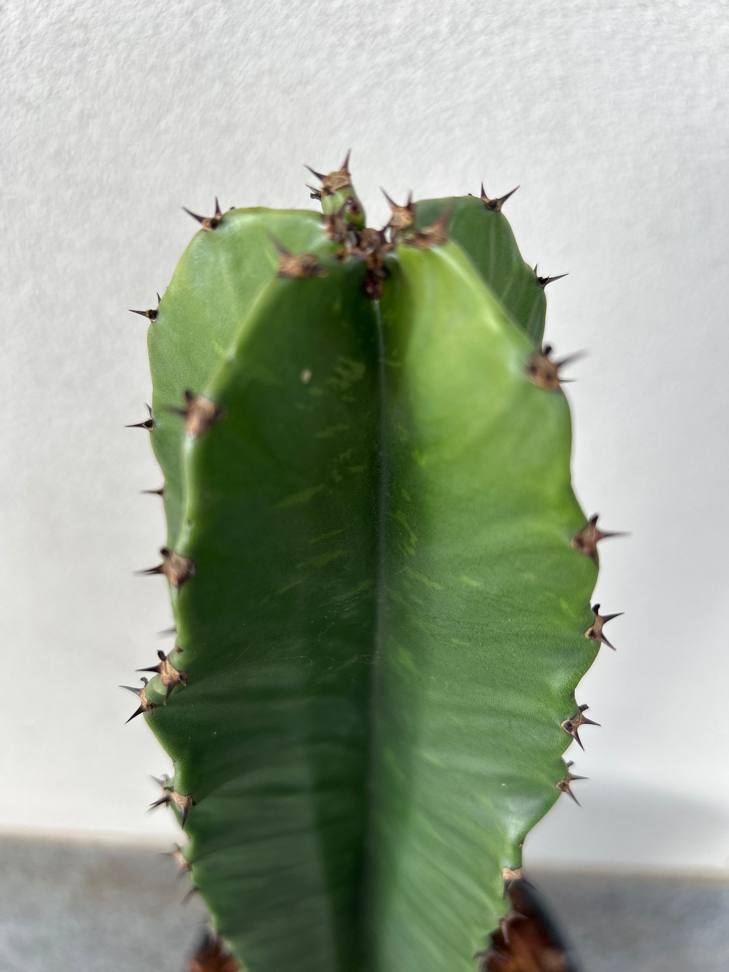 Euphorbia Ingen