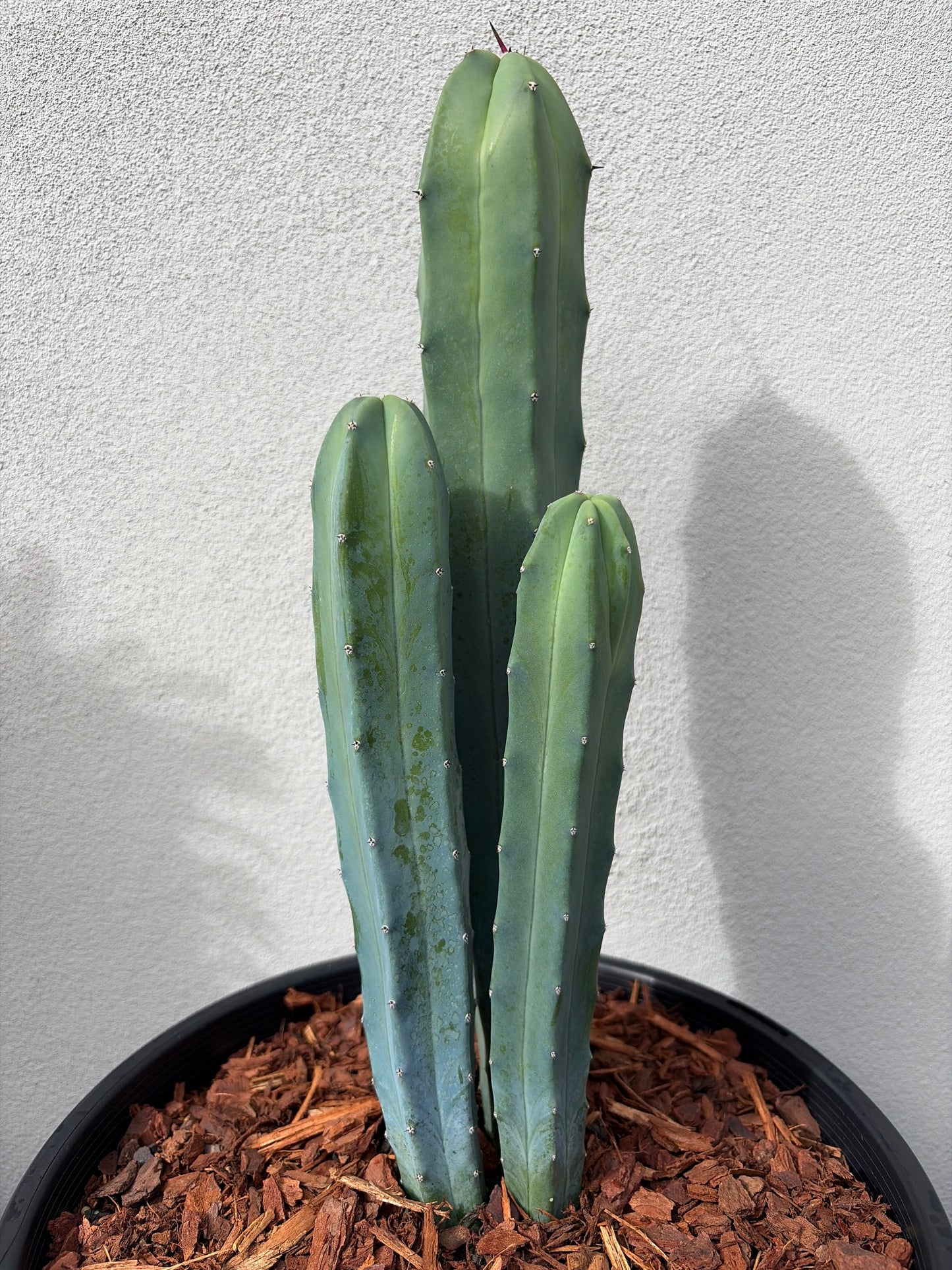 Myrtillocactus geometrizans (Blue Myrtle Cactus)