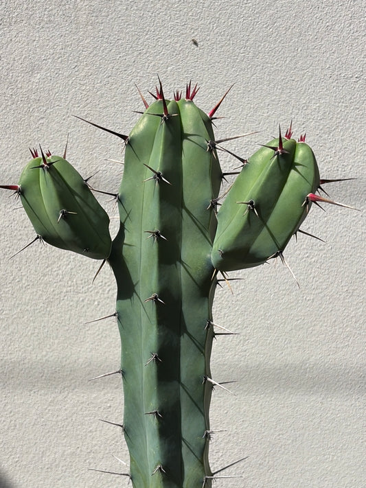 Myrtillocactus 3 arms