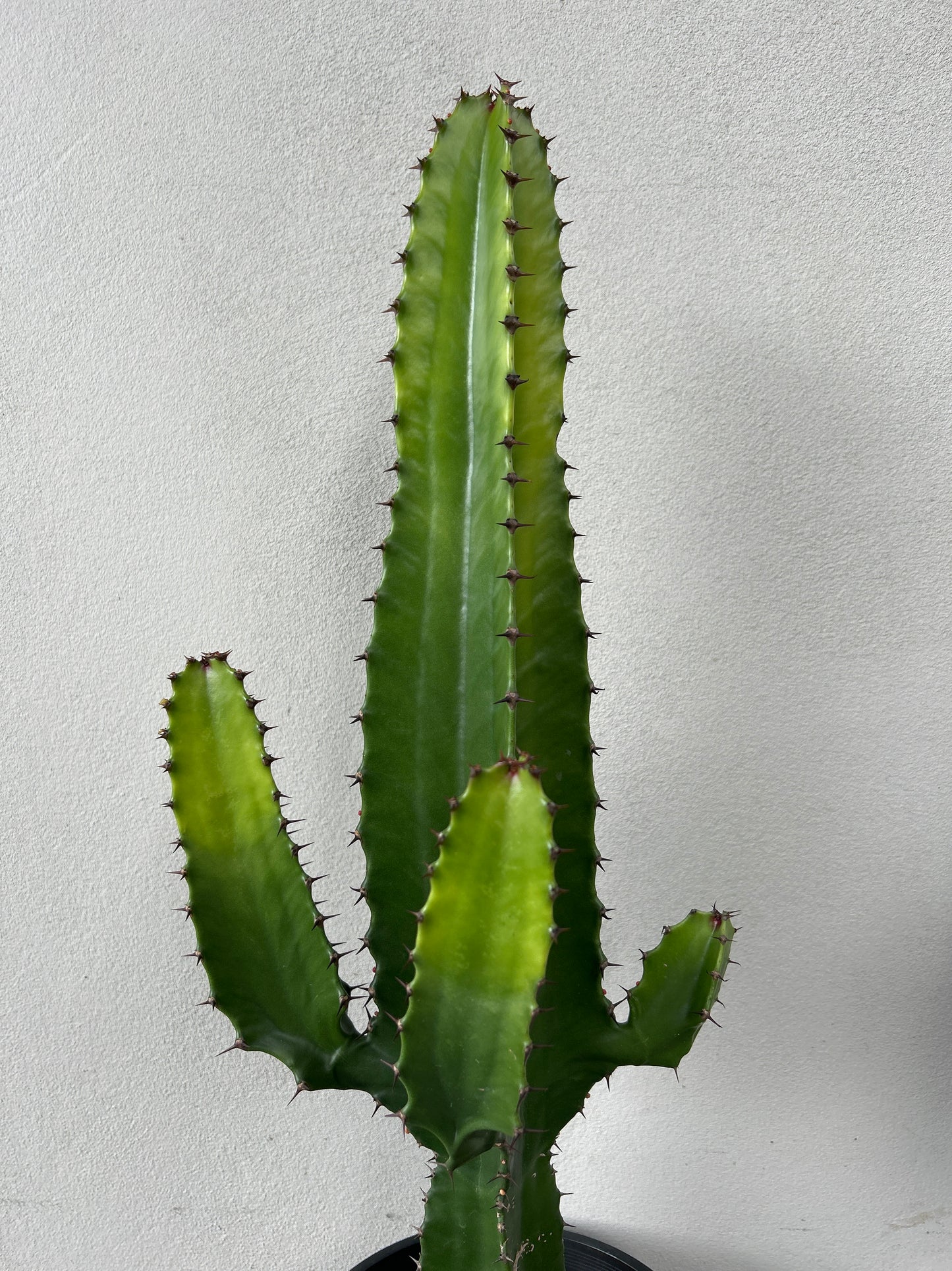 Euphorbia Cowboy - 3 arms