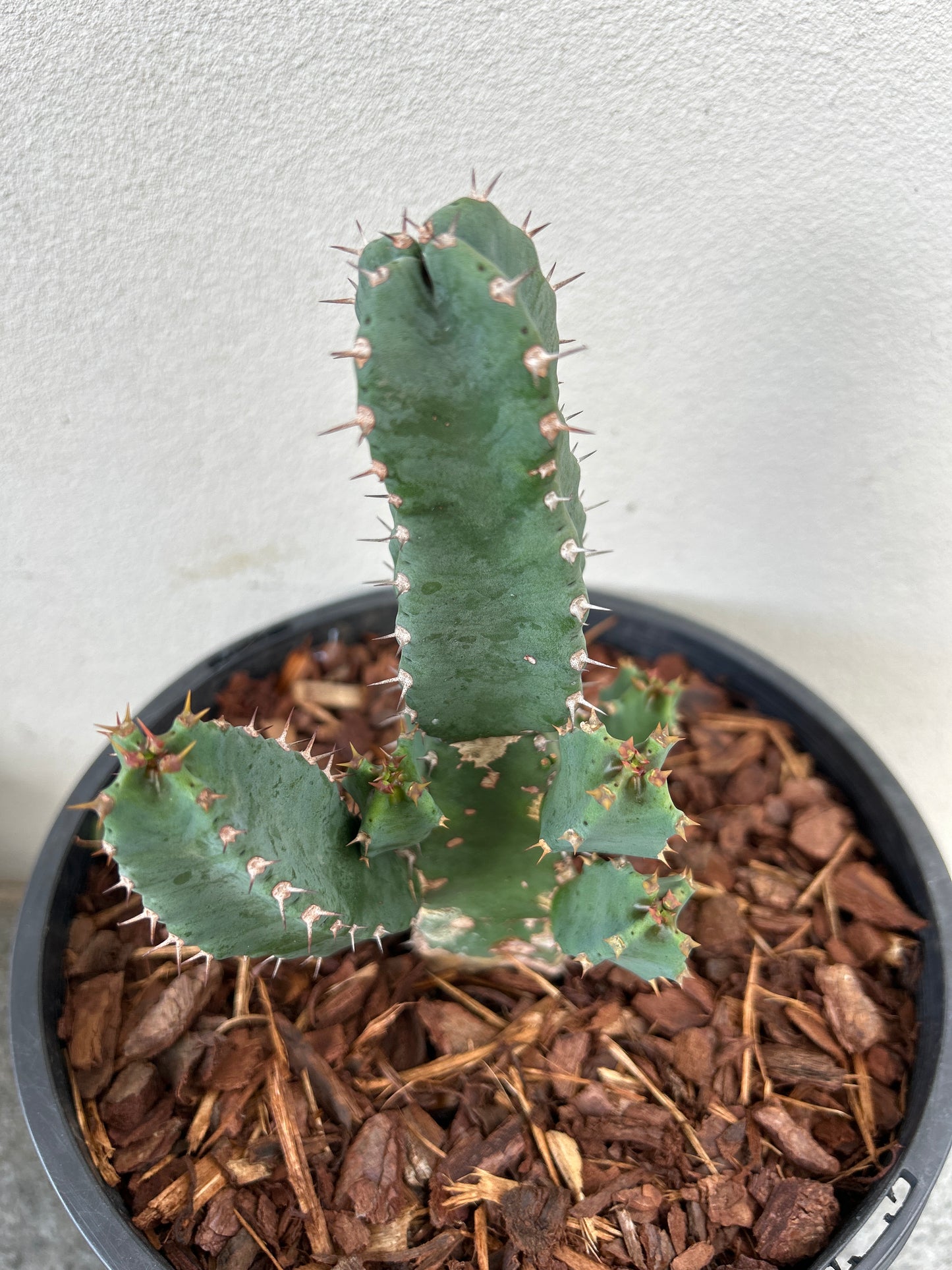 Euphorbia resinifera - Moroccan Mound