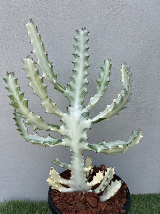 Ghost Cactus (Euphorbia lactea) Multiple arms