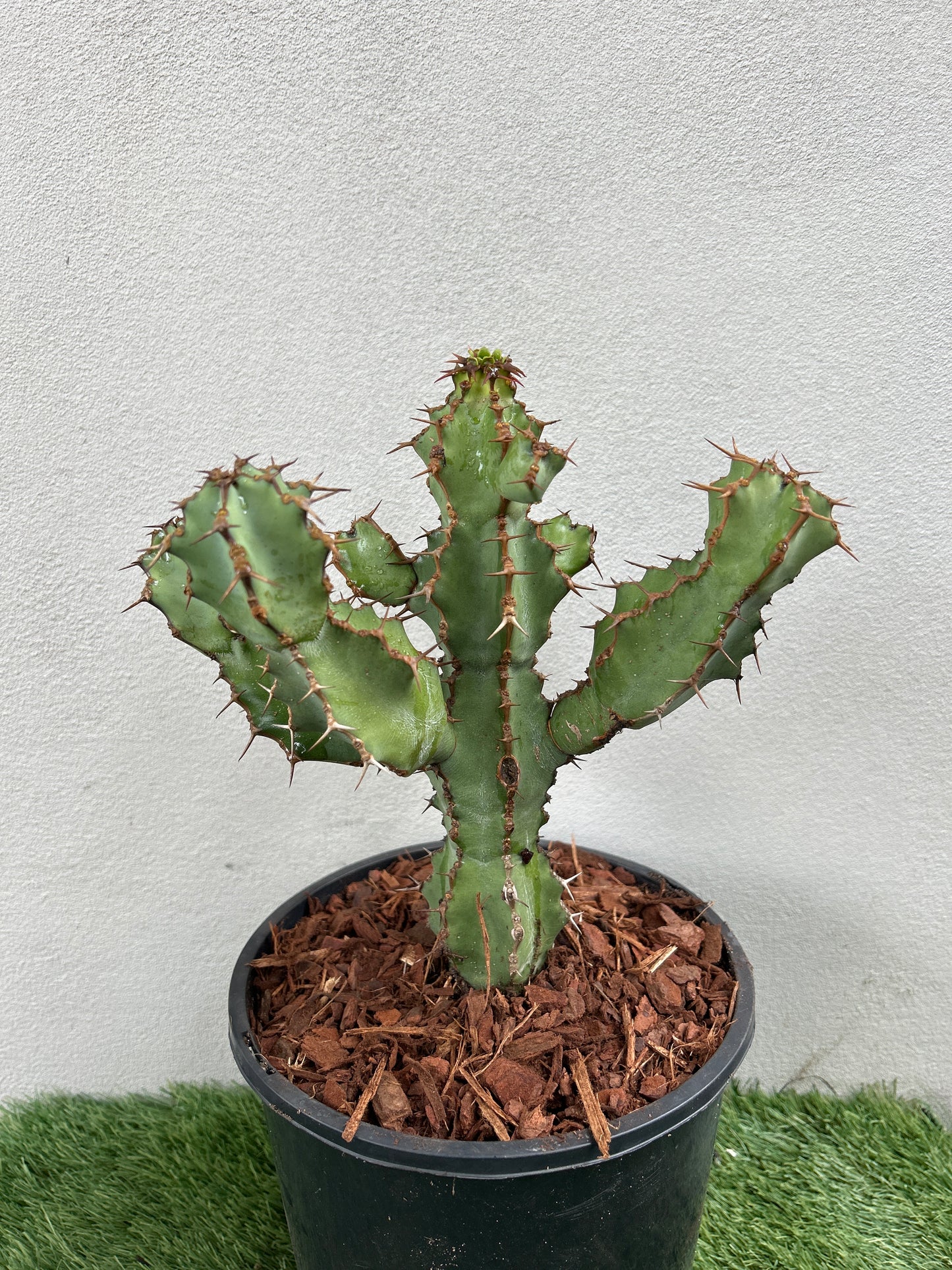 Euphorbia ceorulescens