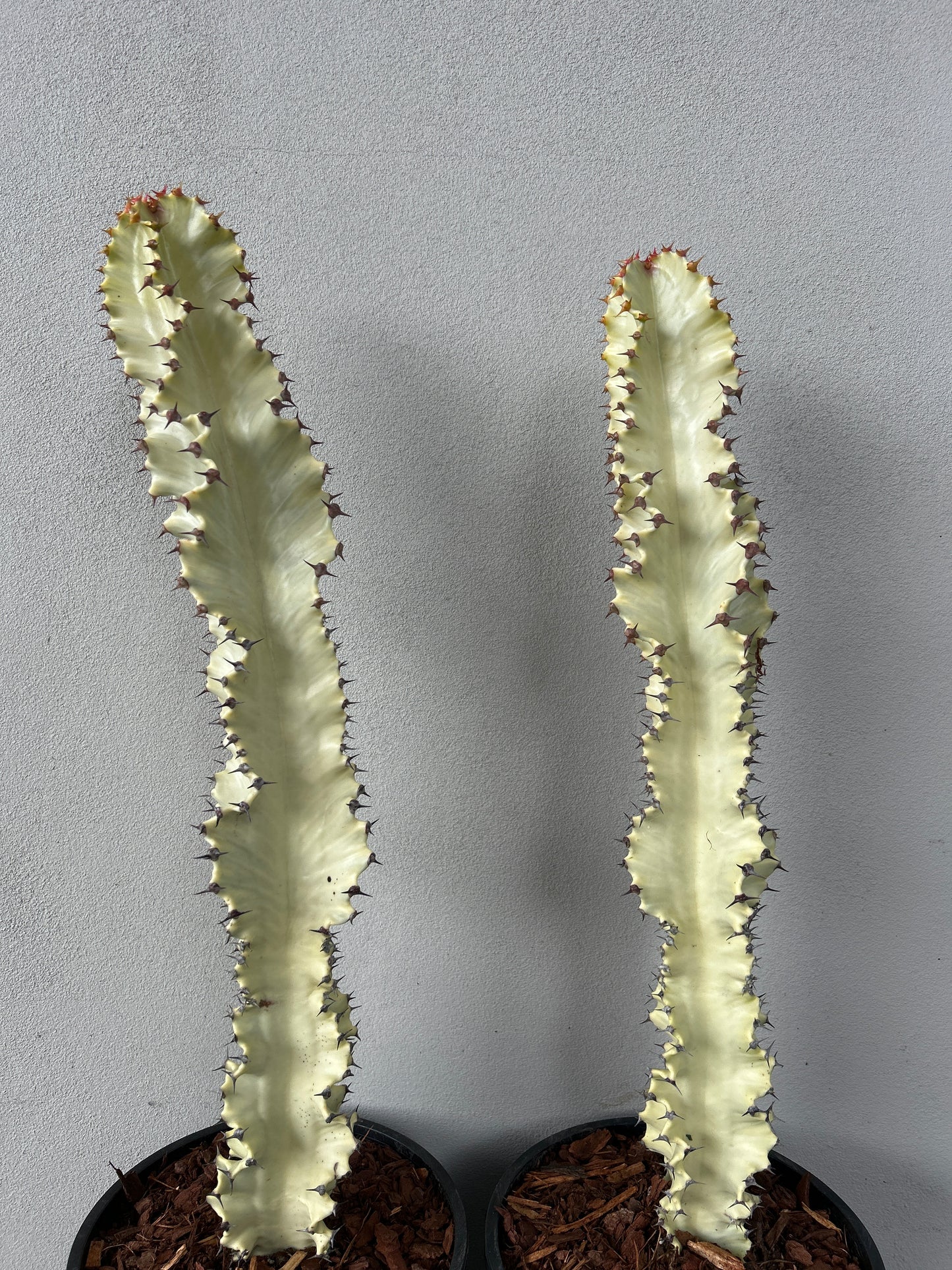 Euphorbia Ammak