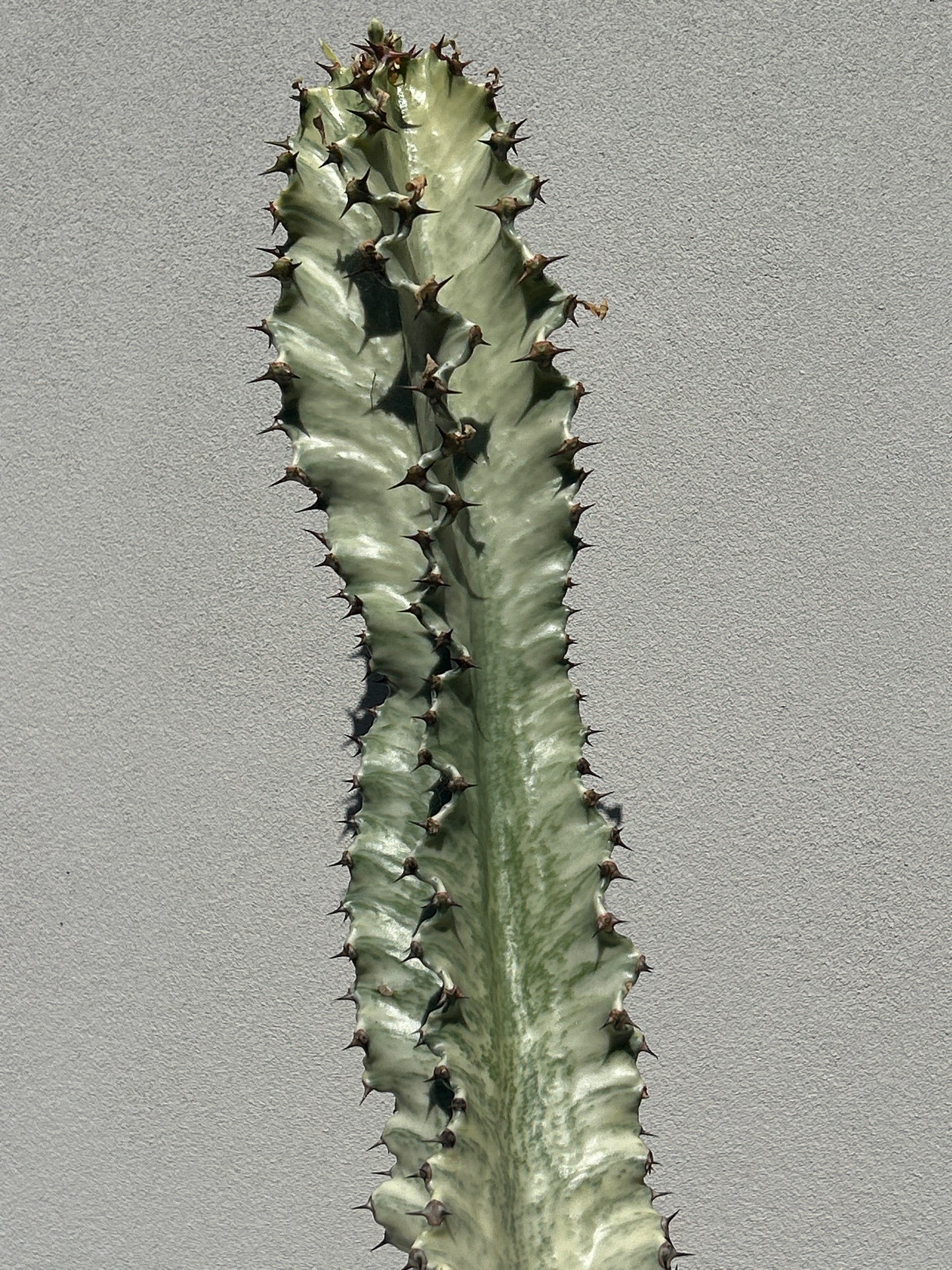 Euphorbia Ammak