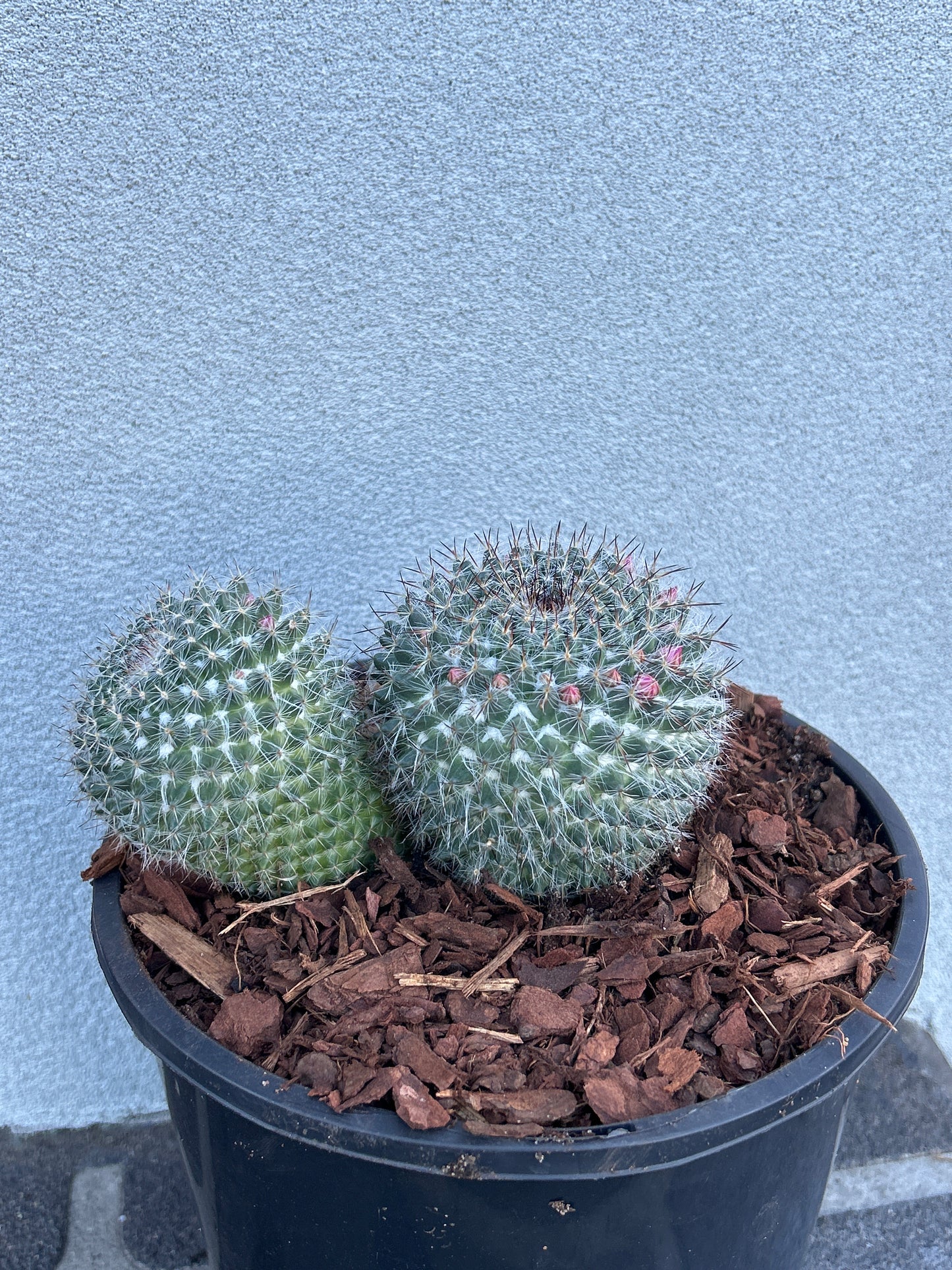Mamillaria Cactus