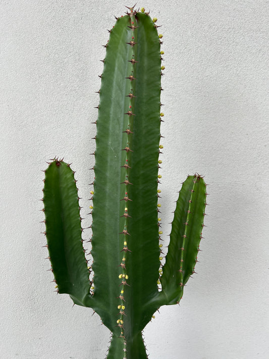 Euphorbia Cowboy 2 arms