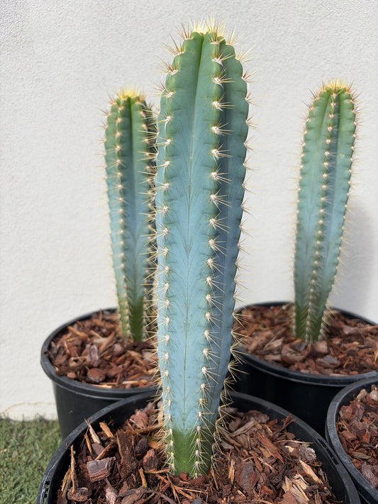 Blue Torch cactus