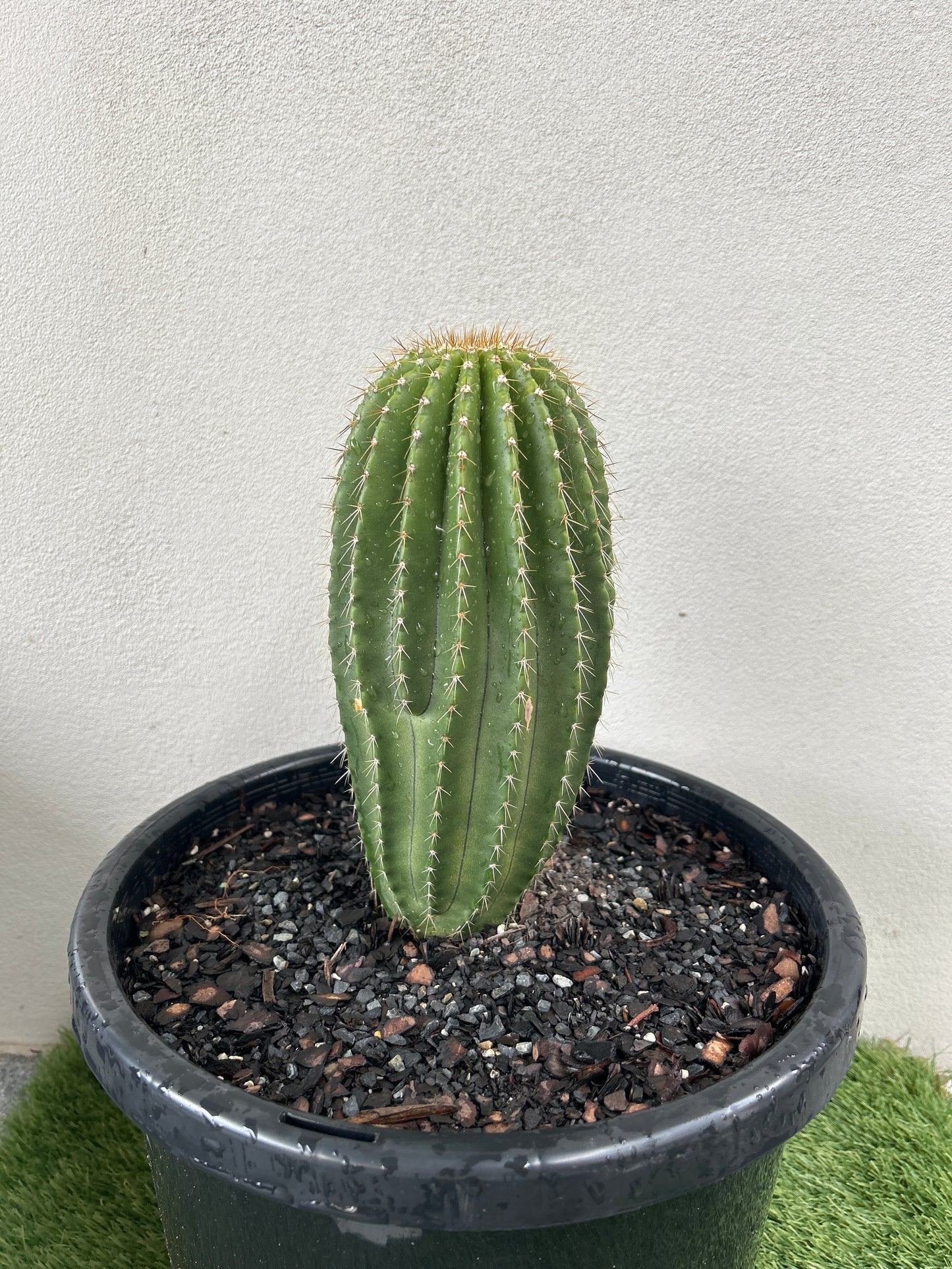 Neobuxbaumia Euphorbioides