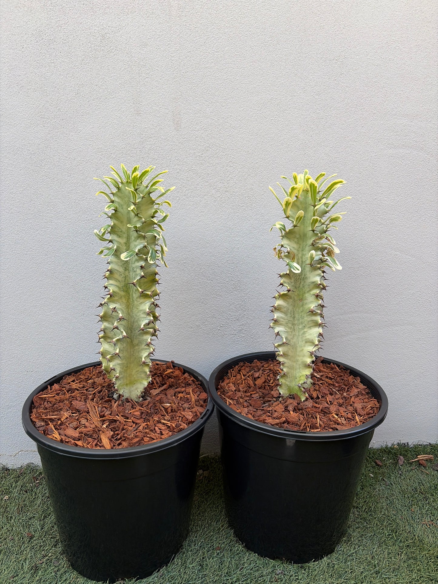 Euphorbia Ammak