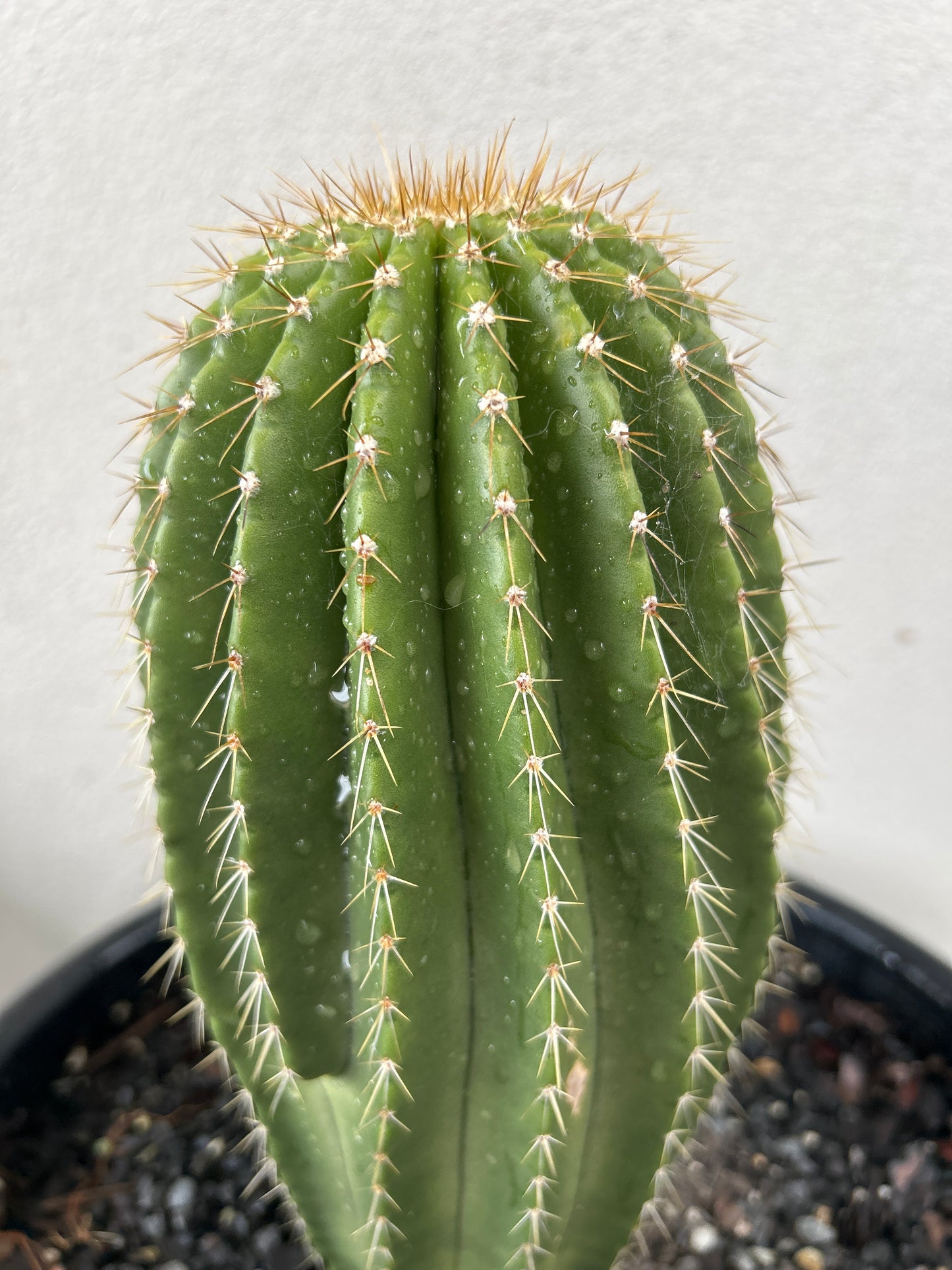 Neobuxbaumia Euphorbioides