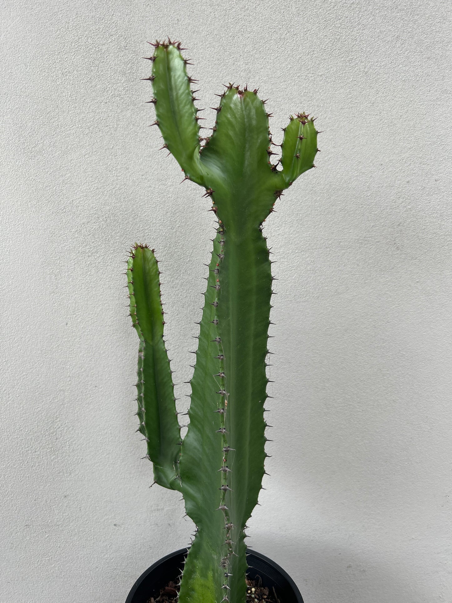 Euphorbia cowboy
