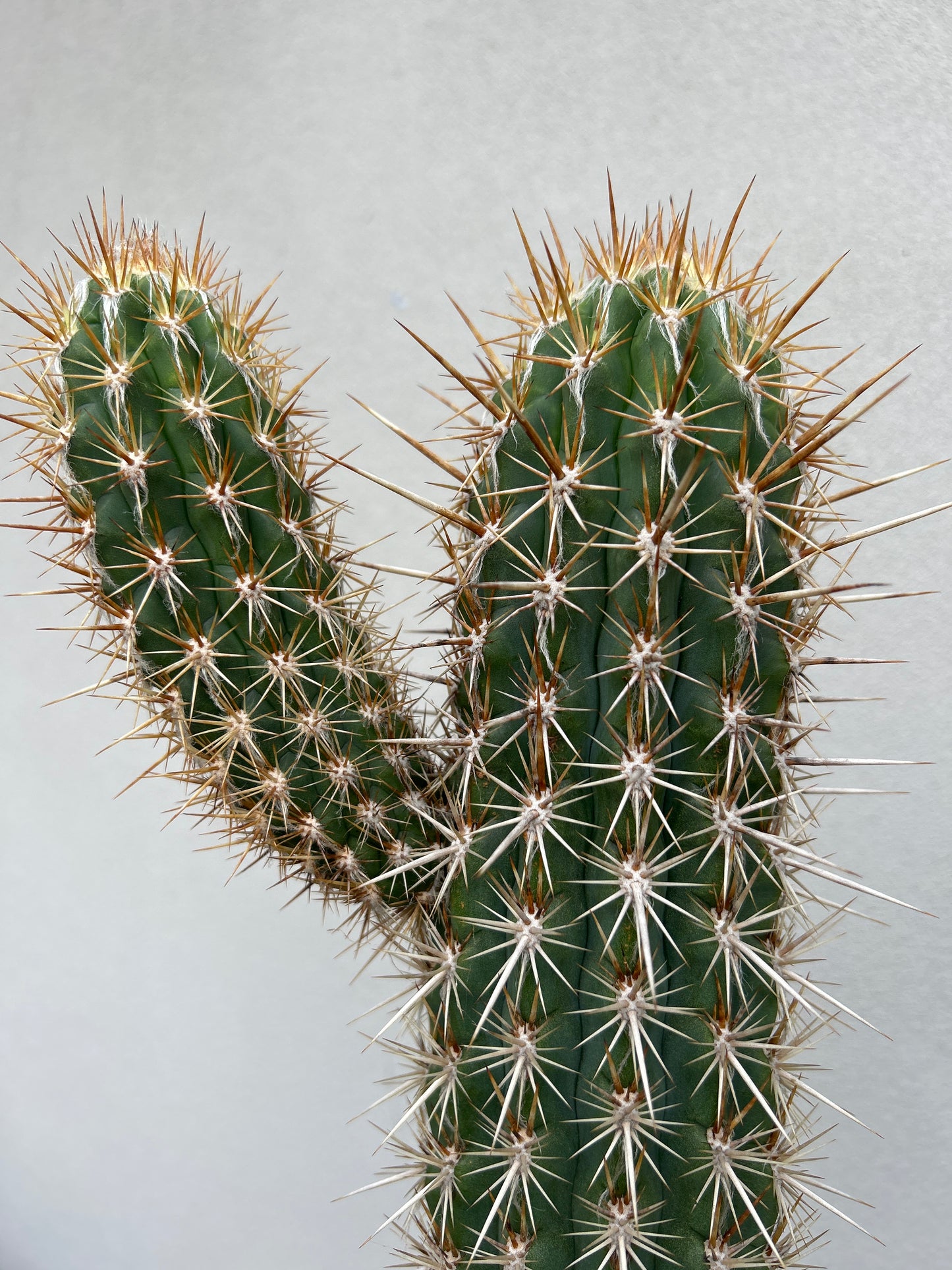 Pilocereus gounellei Cactus