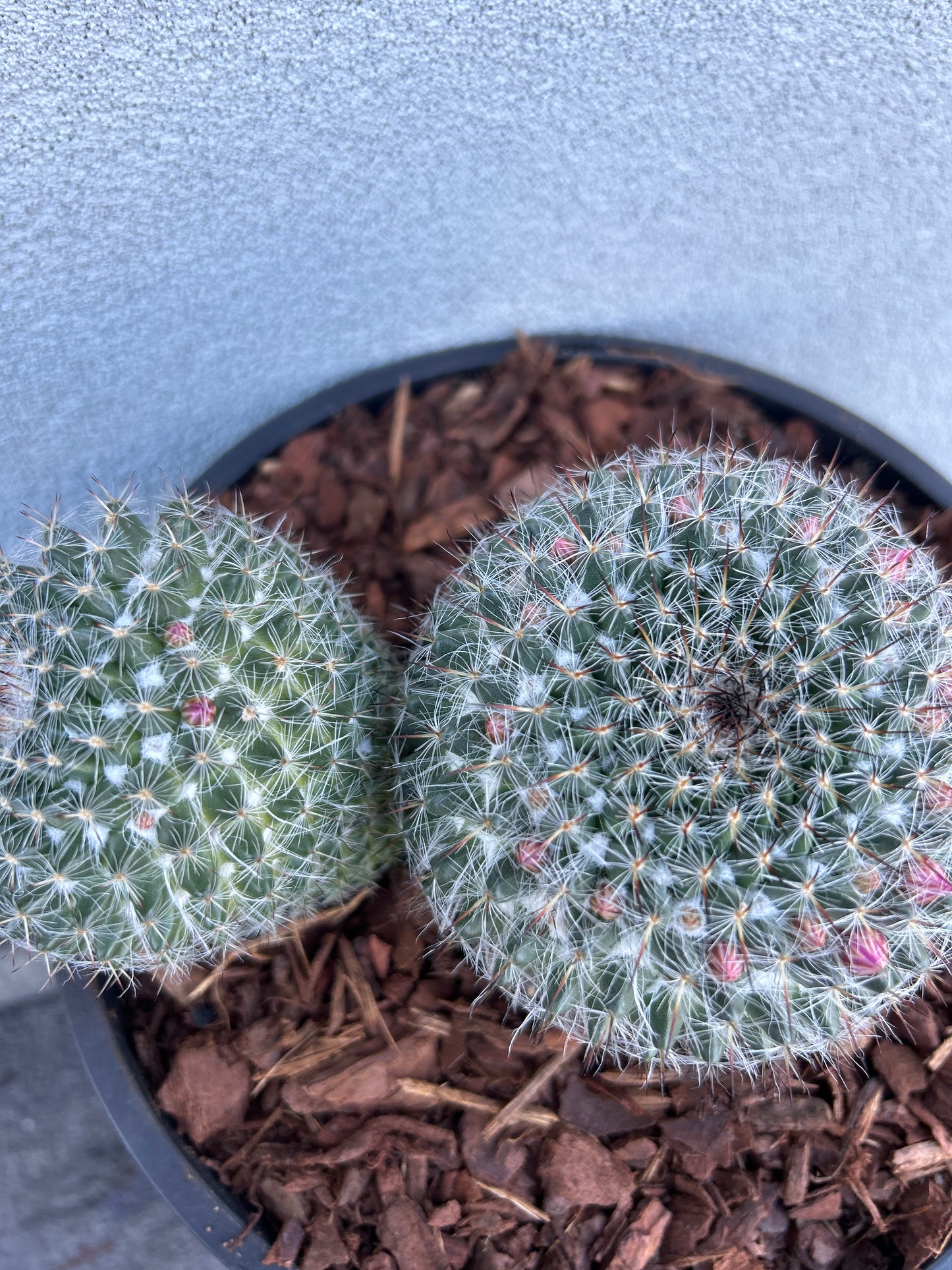 Mamillaria Cactus