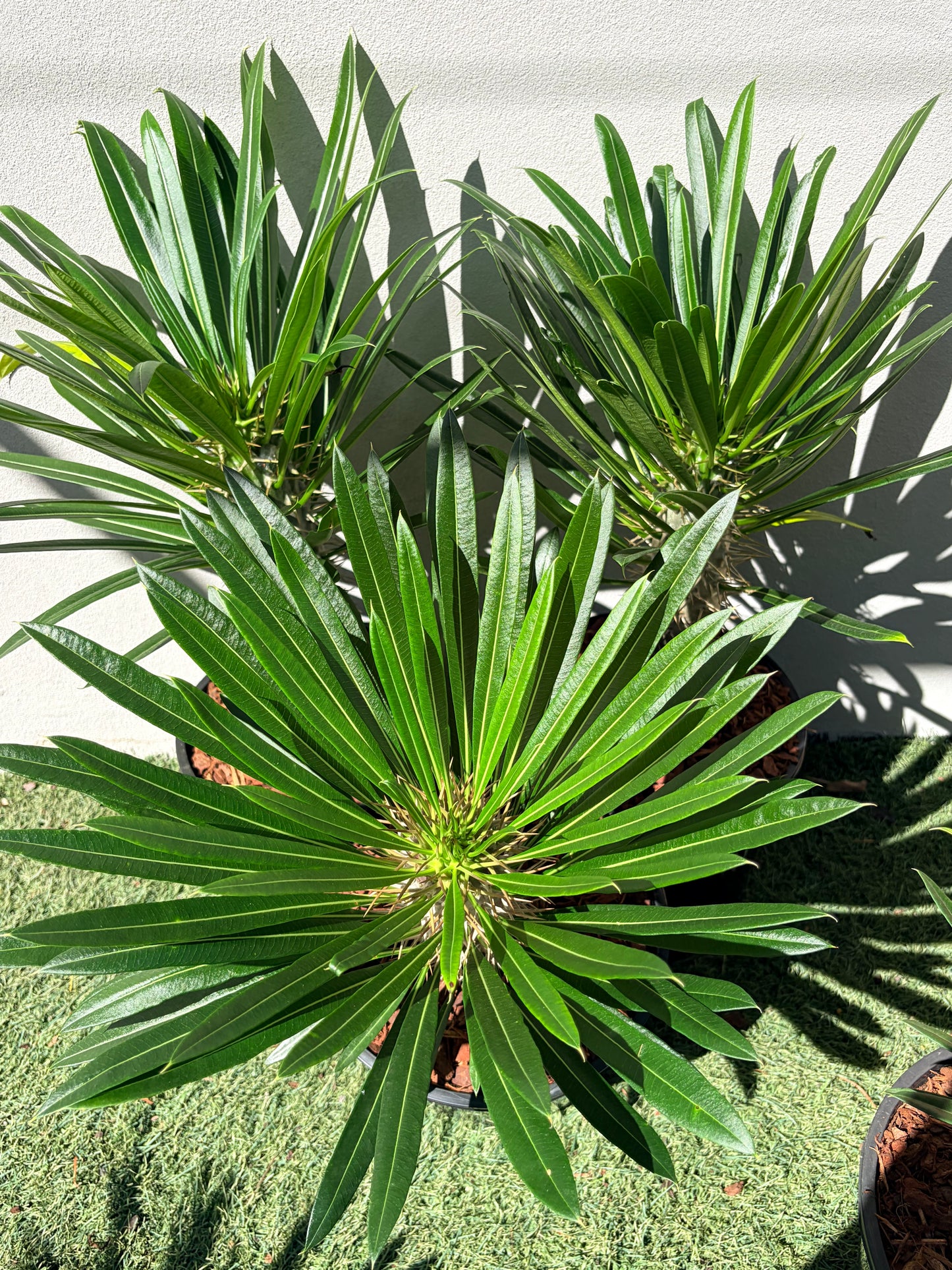 Madagascar Palm Small