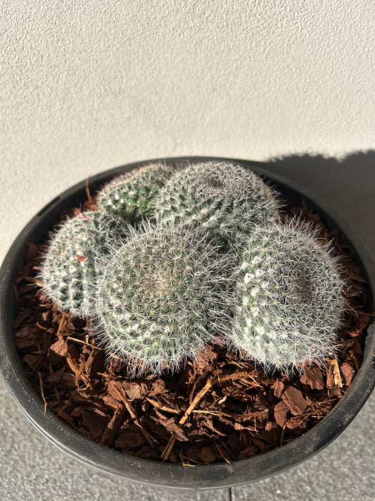 Mamillaria Cactus Cluster
