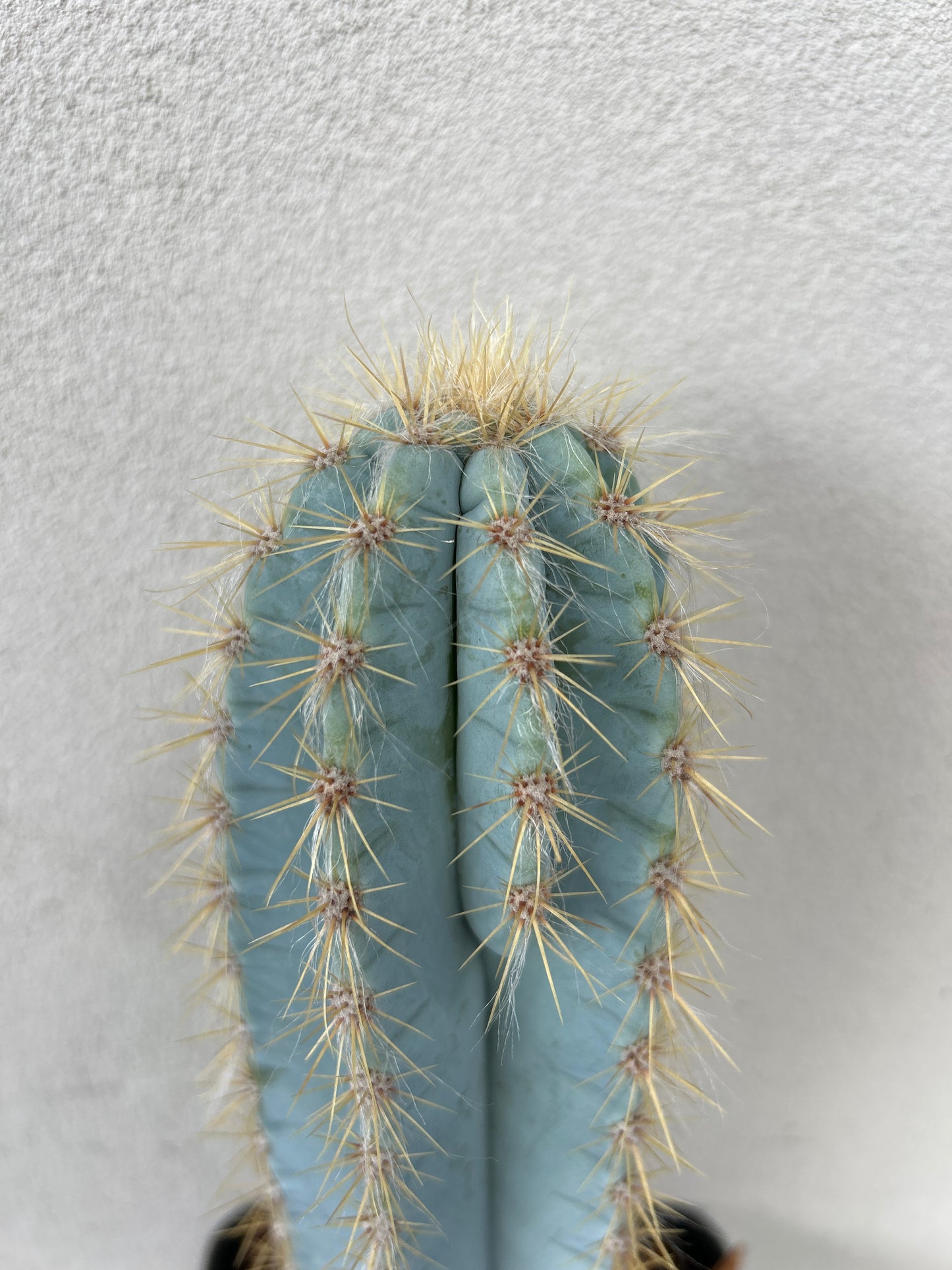 Blue Torch Cactus