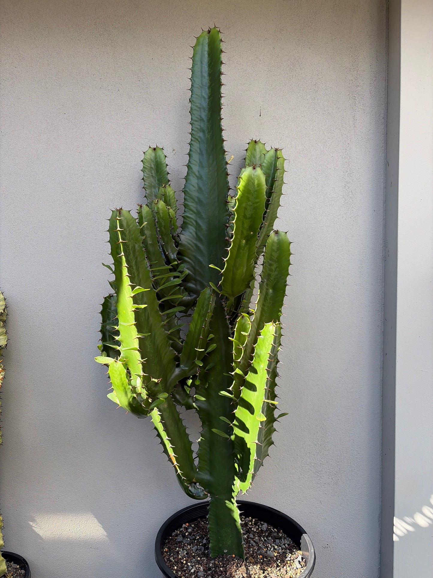 Euphorbia Cowboy