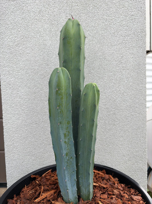 Myrtillocactus geometrizans (Blue Myrtle Cactus)