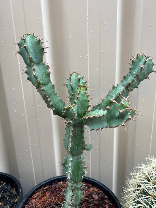 Euphorbia ceorulescens