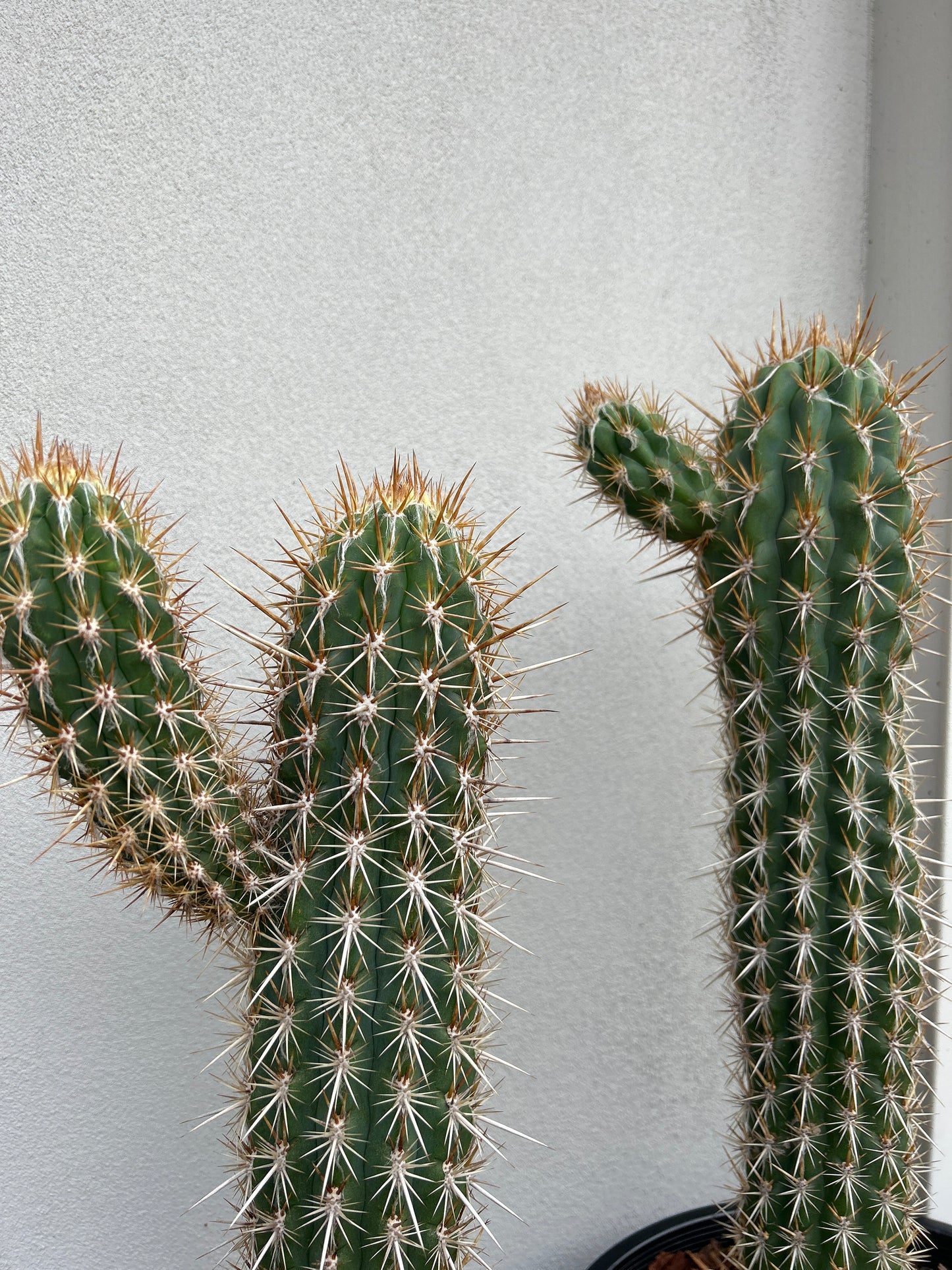 Pilocereus gounellei Cactus