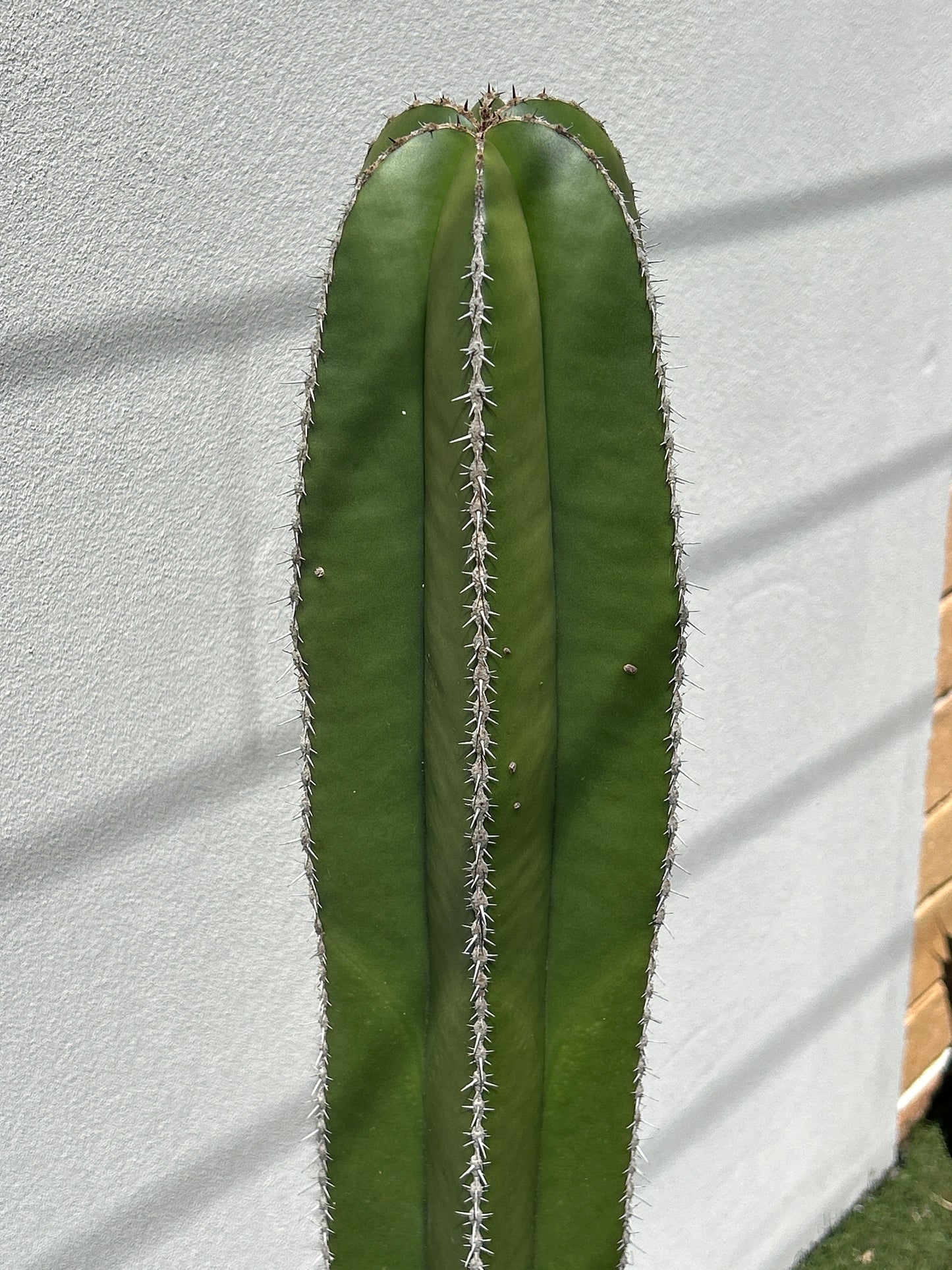 Mexican Fence Post