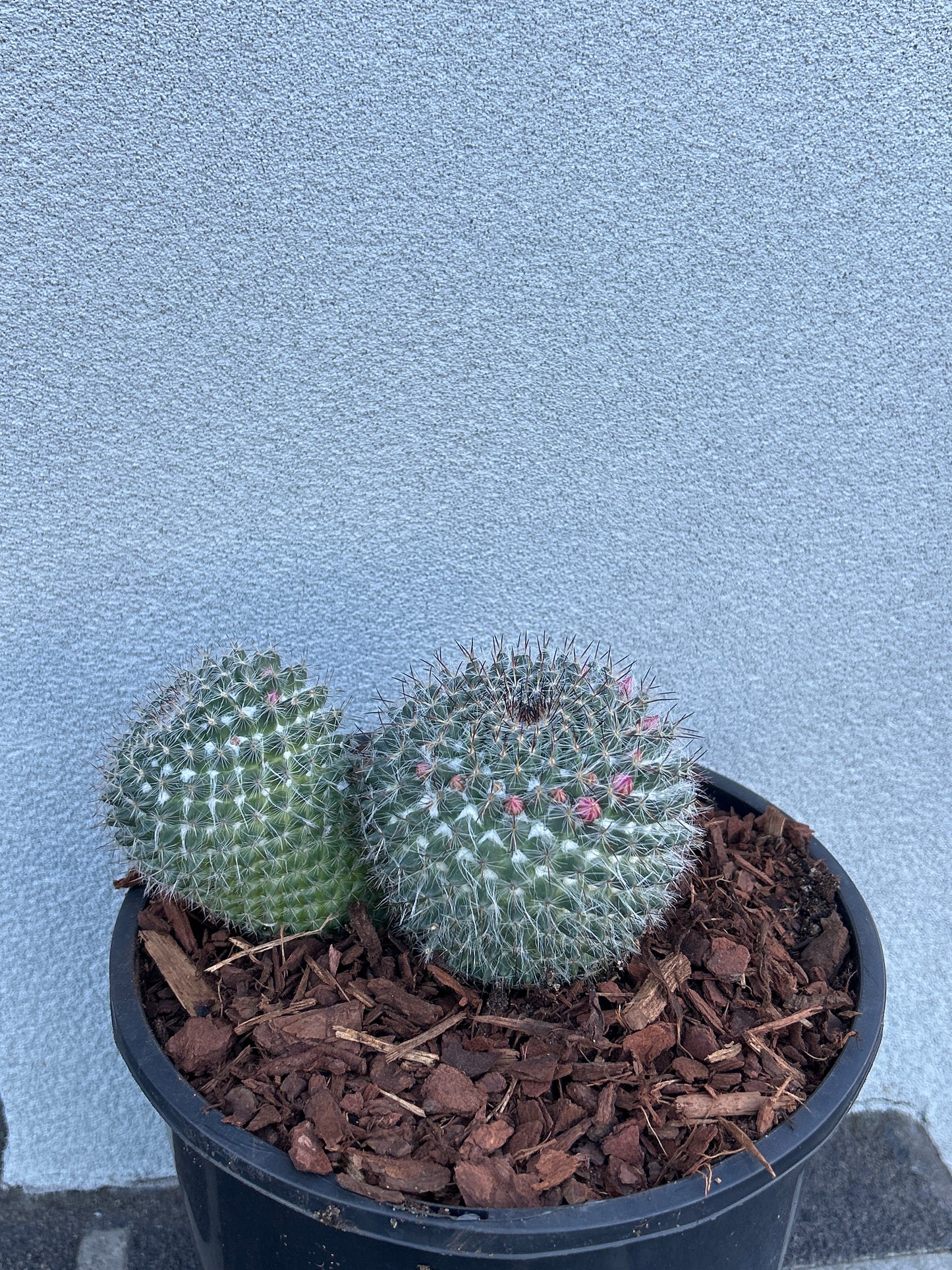 Mamillaria Cactus
