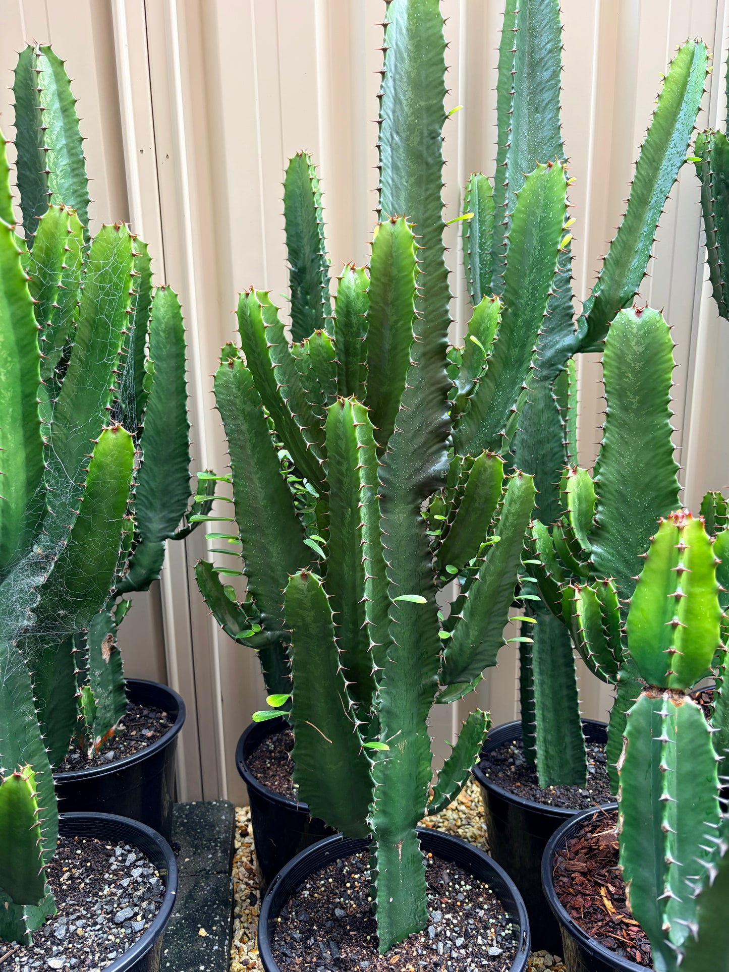 Euphorbia Cowboy