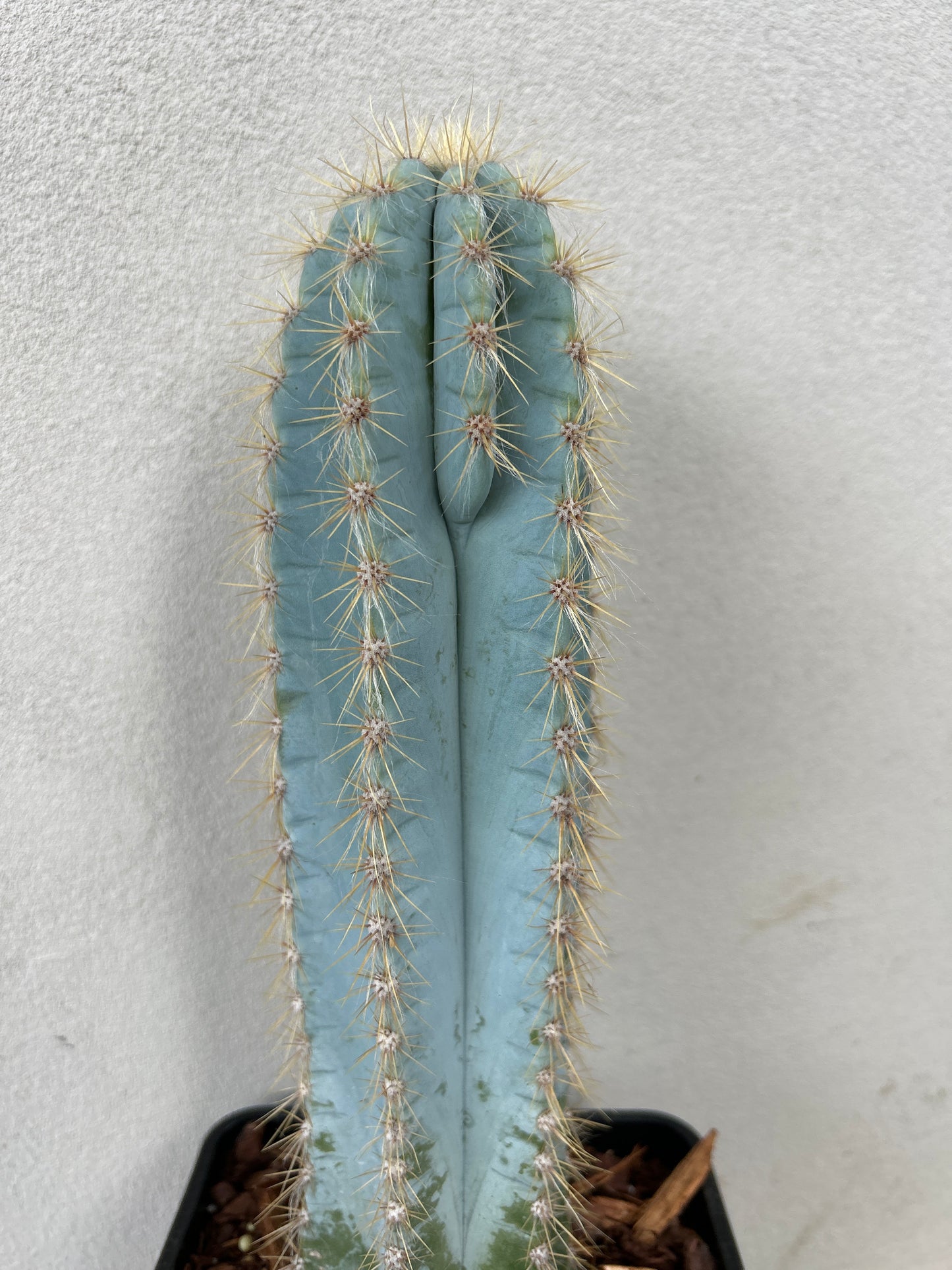 Blue Torch Cactus