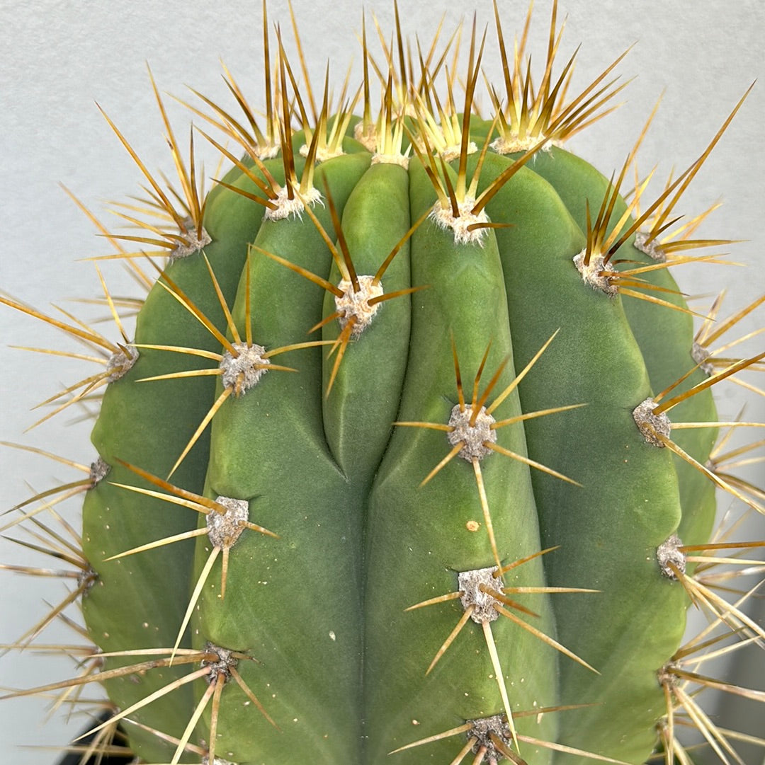 TRICHOCEREUS PASACANA