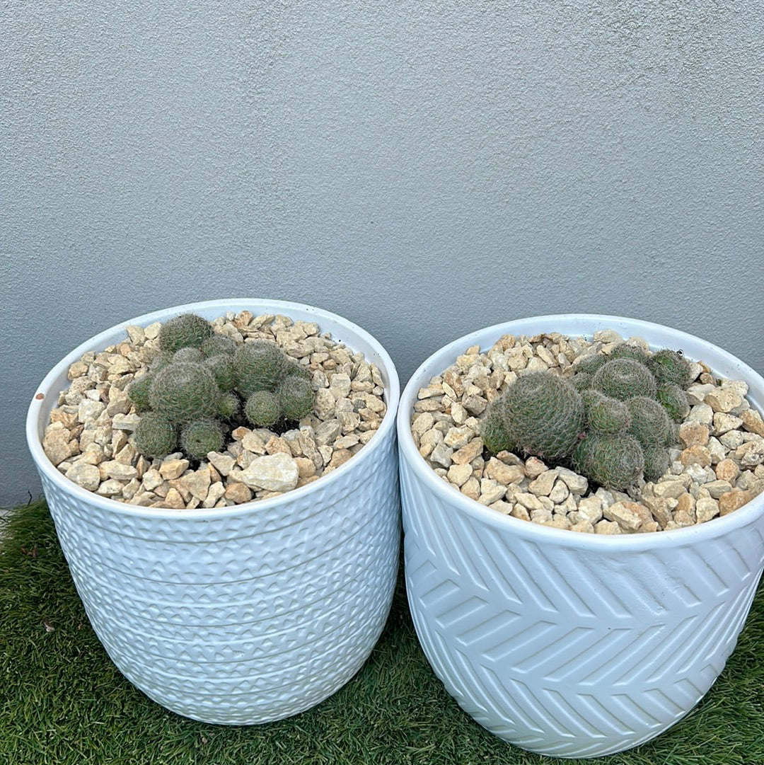 Cluster Cactus