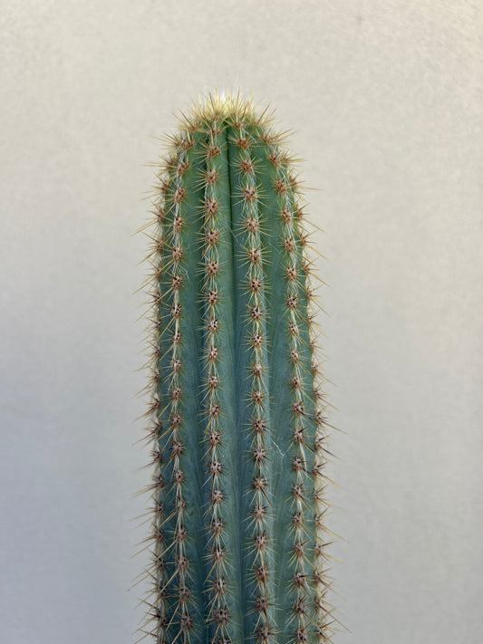 Pilosocereus Blue Torch Cactus