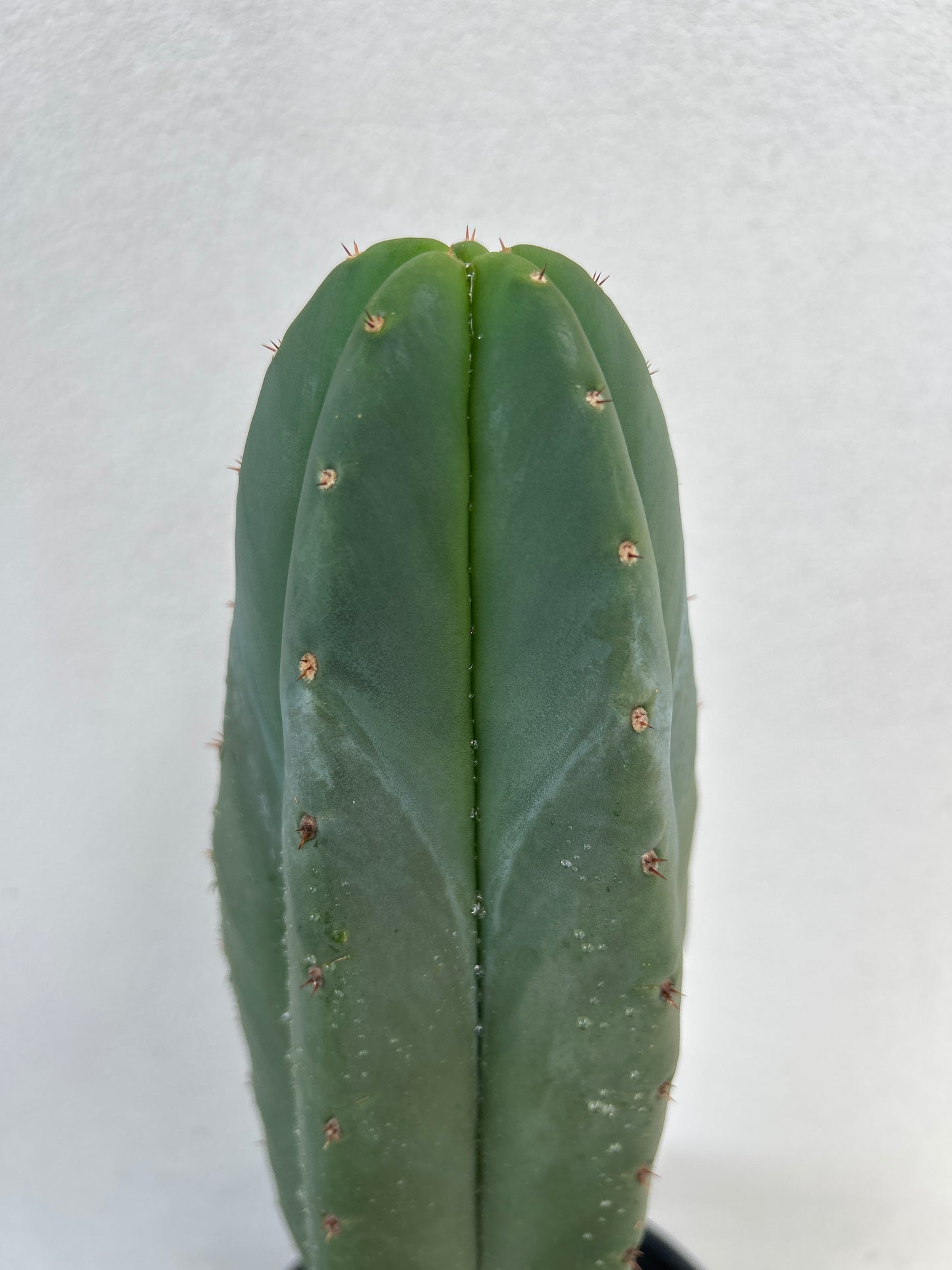 Super San Pedro