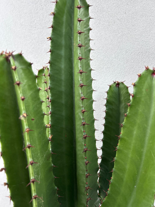 Euphorbia Cowboy - 4 Arms