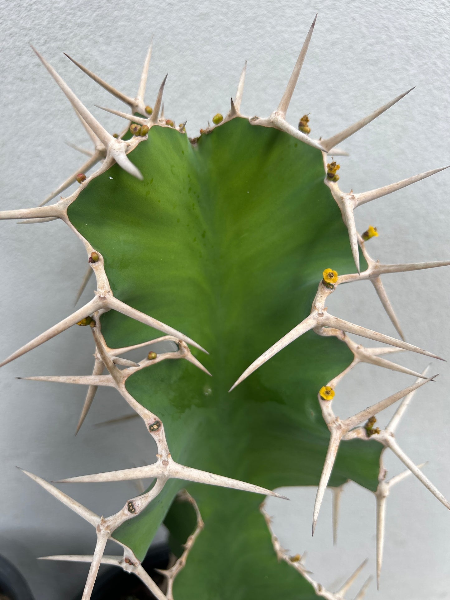 Cowhorn Cactus 1