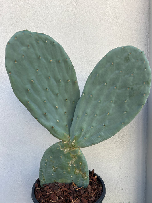 Burbank Spineless 3 paddles