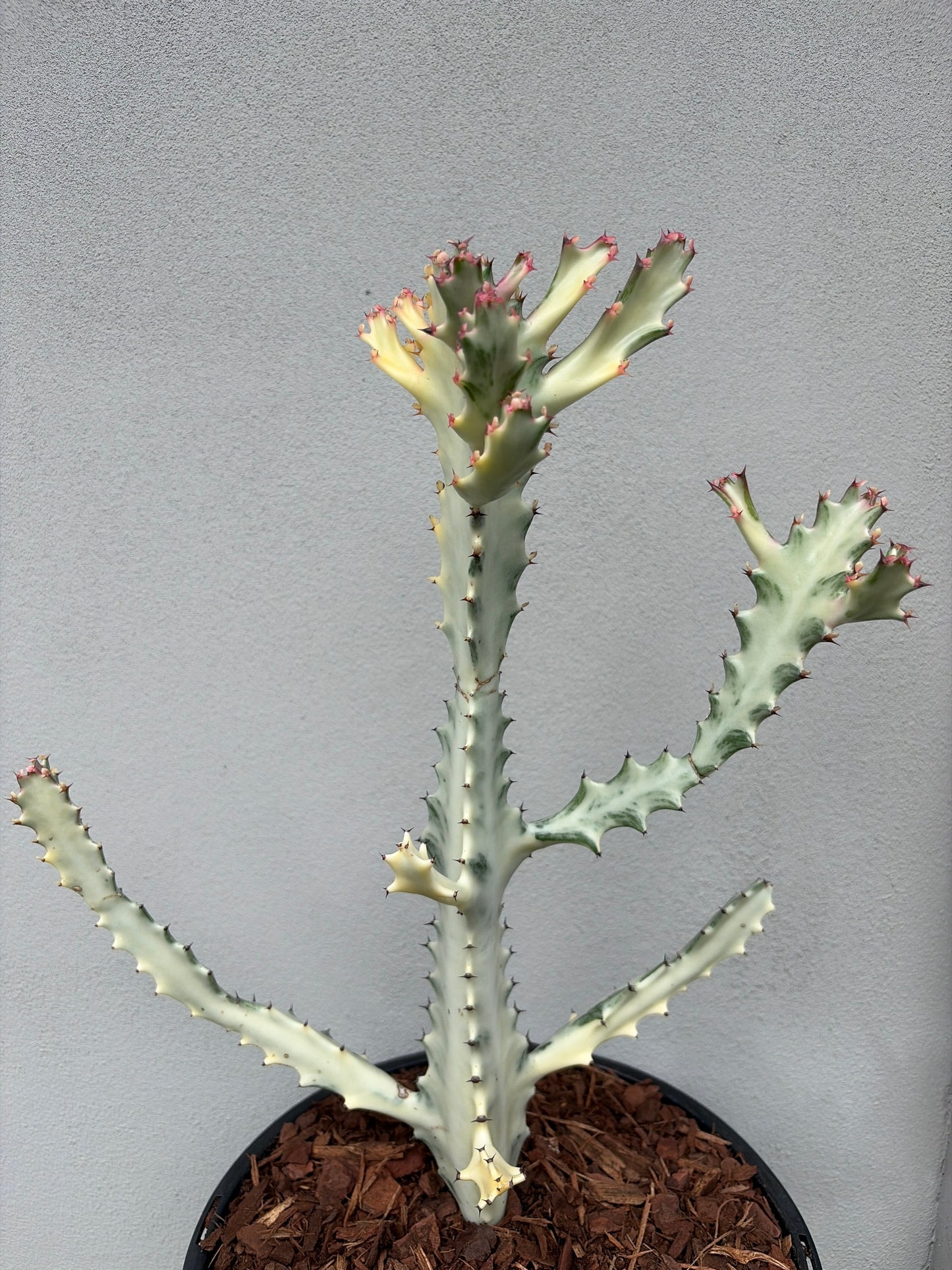 Ghost Cactus (Euphorbia lactea) Multiple arms
