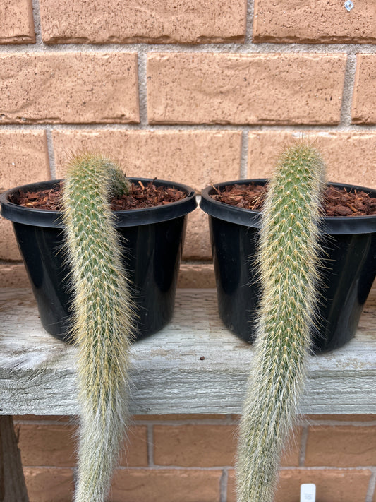 Monkey Tail Cactus