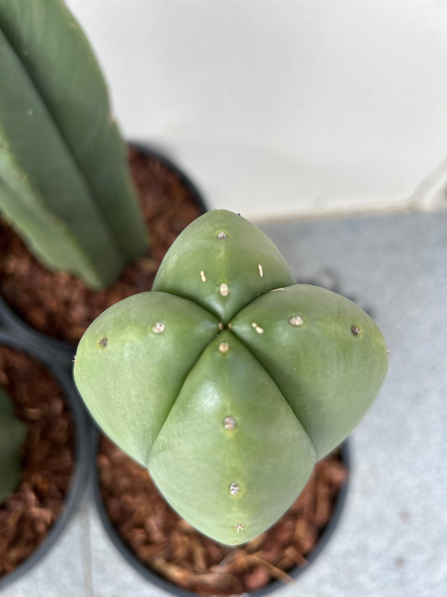 Echinopsis Scopulicola (Scop) Cactus