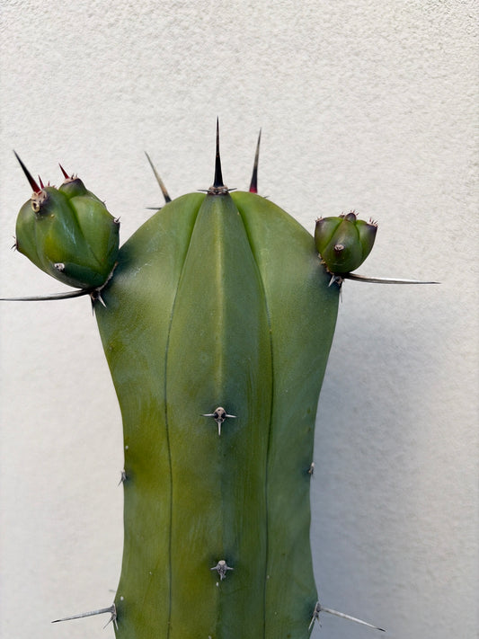 Myrtillocactus