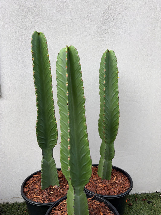 Euphorbia Ingen Cactus