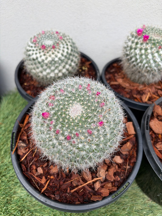 Mamillaria Cactus