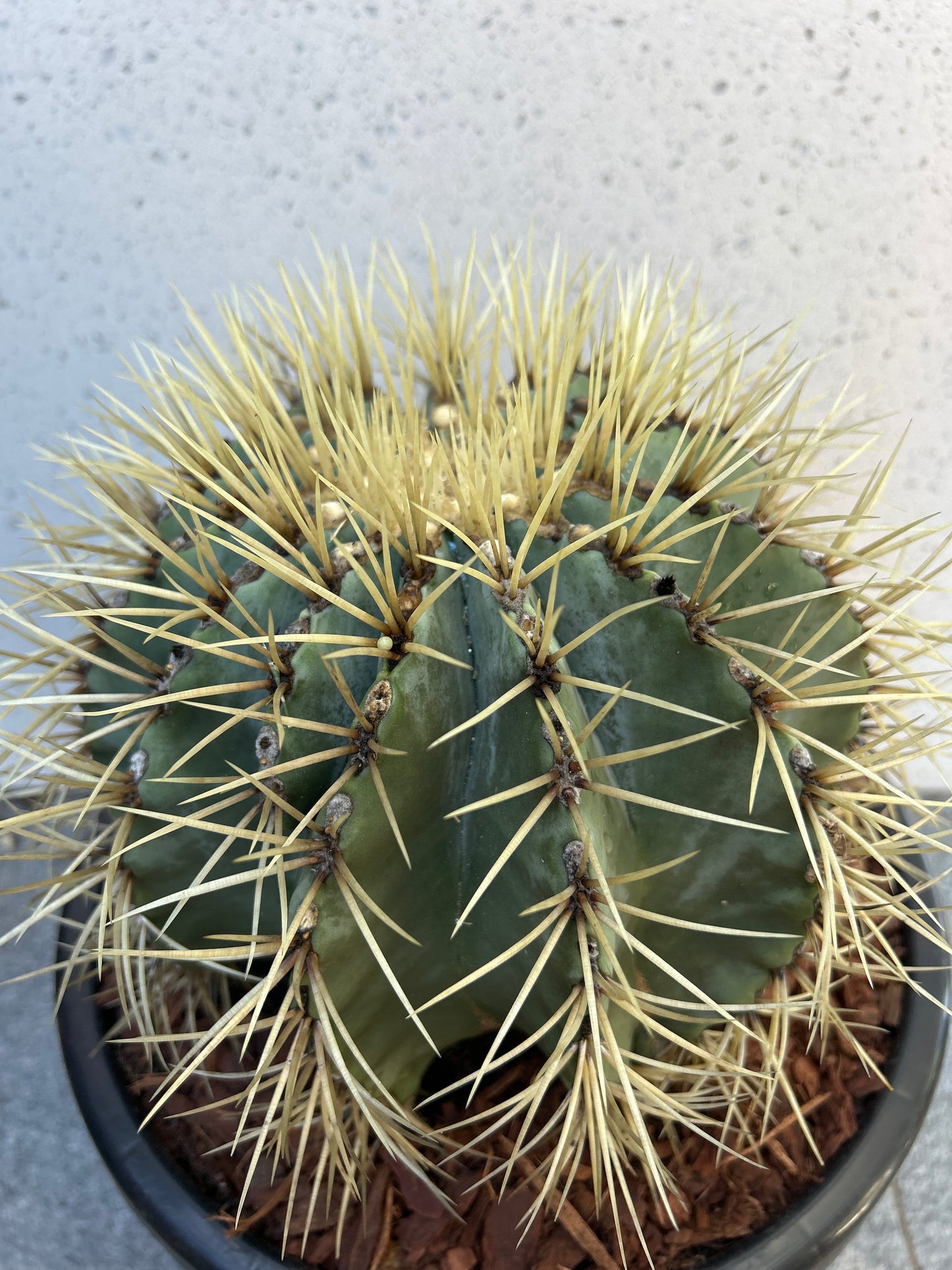Blue Barrel Cactus - Multi