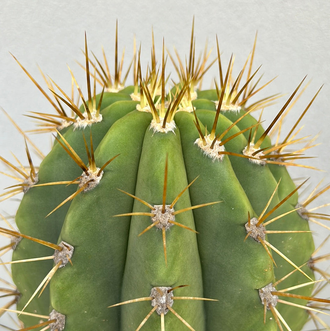 TRICHOCEREUS PASACANA