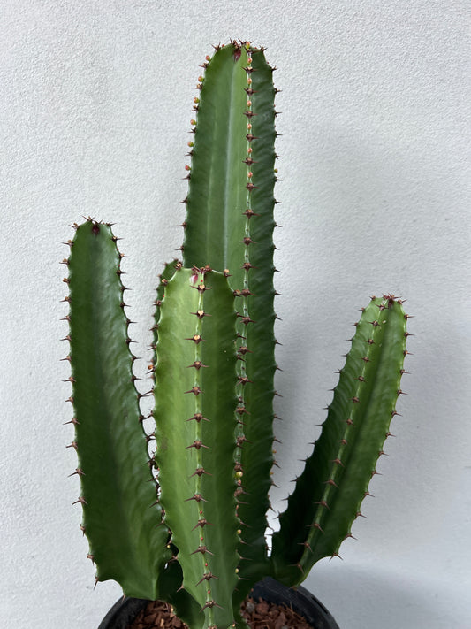 Euphorbia Cowboy - 4 Arms