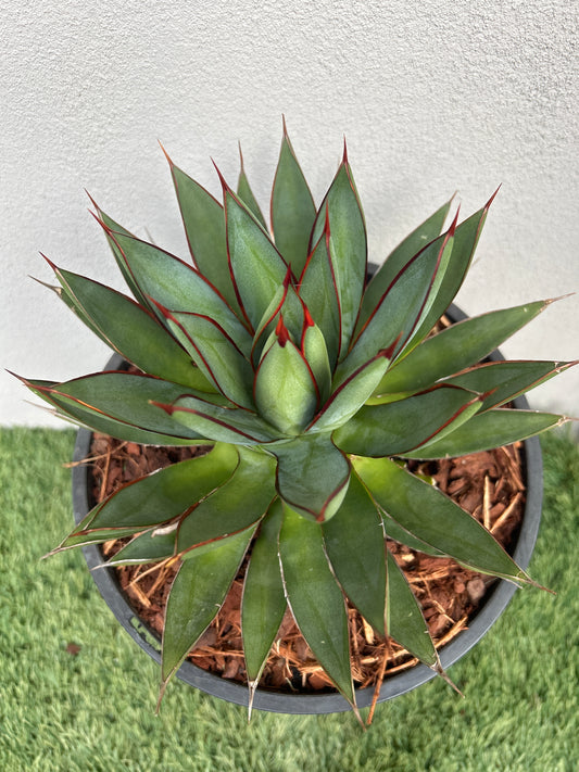 Blue Glow Agave