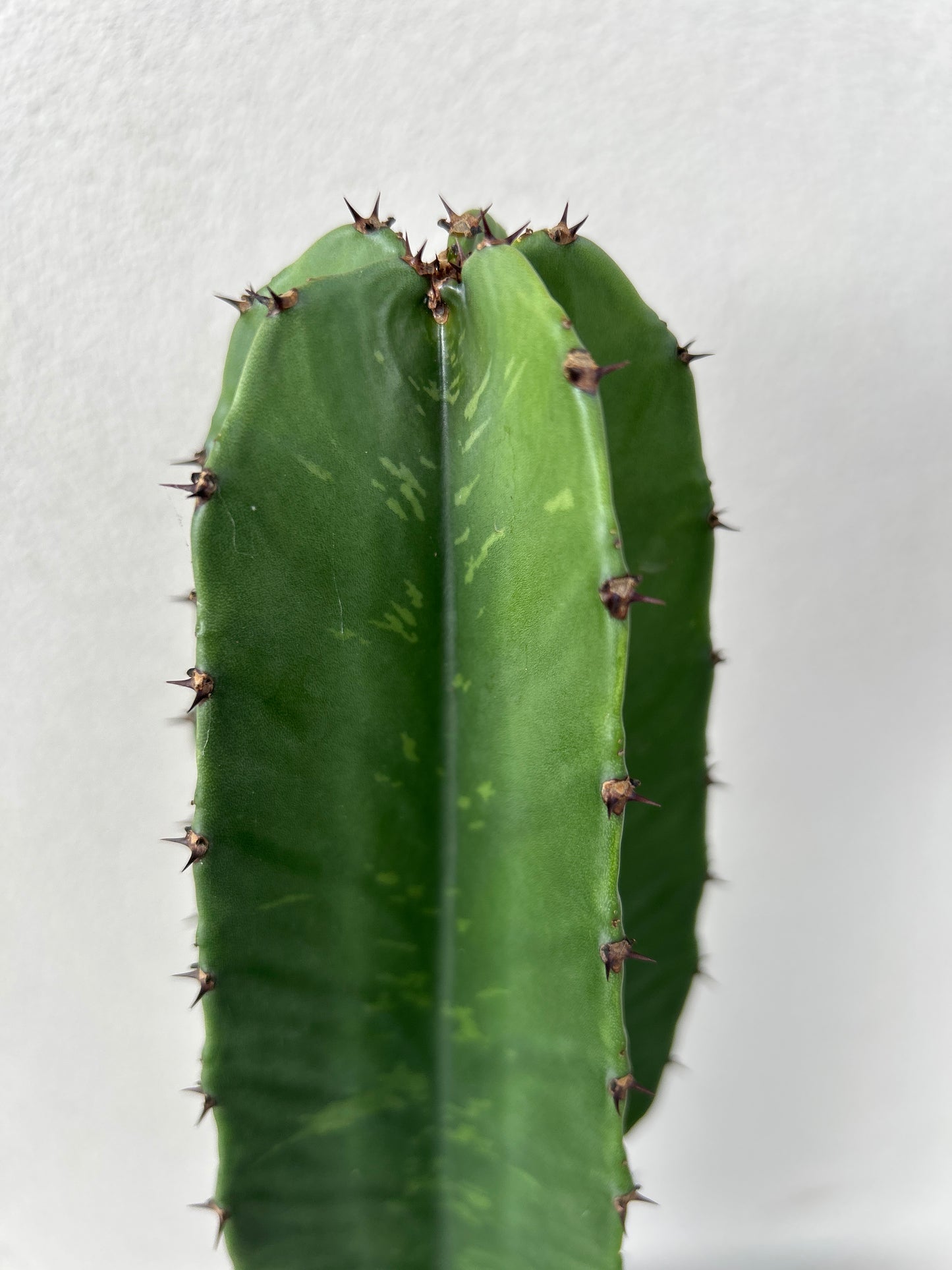 Euphorbia Ingen