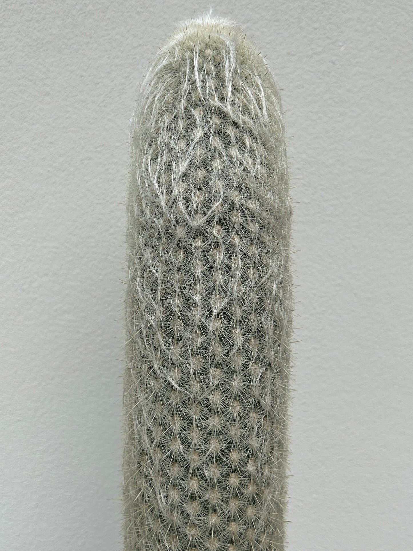 ESPOSTOA LANATA. Peruvian Old Man Cactus.